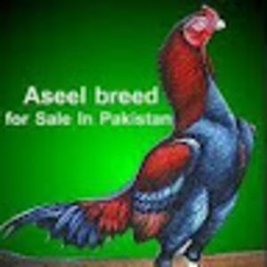 Meet your Posher, Veronica